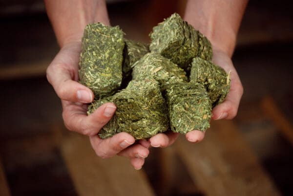 ALFALFA CUBES